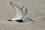 Dunlin