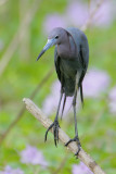 Little Blue Heron