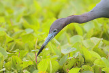 Little Blue Heron