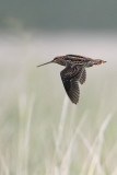 Wilsons Snipe