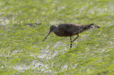 Hudsonian Godwit