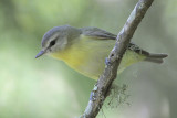 Philadelphia Vireo