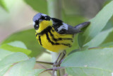 Magnolia Warbler