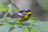 Magnolia Warbler