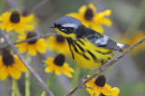 Magnolia Warbler