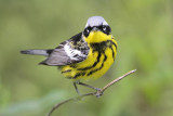 Magnolia Warbler