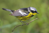 Magnolia Warbler