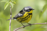 Magnolia Warbler