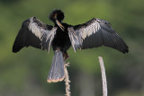 Anhinga