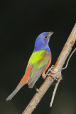 Painted Bunting