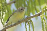 Warbling Vireo