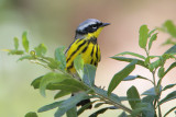 Magnolia Warbler