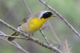 Common Yellowthroat