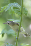 Warbling Vireo