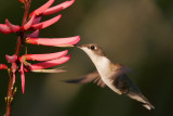Ruby-throated Hummingbird