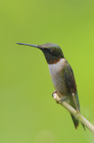 Ruby-throated Hummingbird