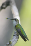 Ruby-throated Hummingbird
