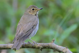 Swainsons Thrush