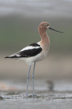 American Avocet