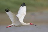 White Ibis