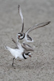 Semipalmated Plover