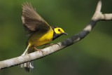 Hooded Warbler