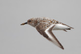 Sanderling