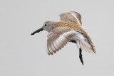 Dunlin