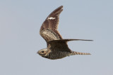 Common Nighthawk