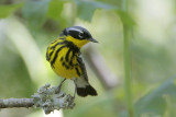 Magnolia Warbler