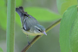 Cerulean Warbler