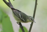 Cerulean Warbler