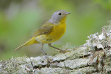 Nashville Warbler