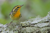 Blackburnian Warbler