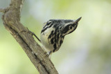 Black-and-white Warbler