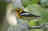 Blackburnian Warbler