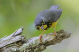 Canada Warbler