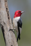 Red-headed Woodpecker