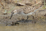 Semipalmated Sandpiper