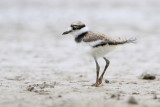 Killdeer