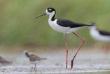 Black-necked Stilt