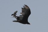Turkey Vulture harassed by Eastern Kingbird