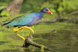 Purple Gallinule