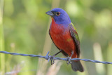 Painted Bunting
