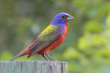 Painted Bunting