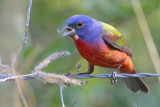 Painted Bunting