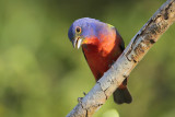 Painted Bunting