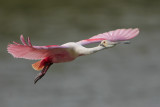 Roseate Spoonbill