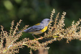 Northern Parula