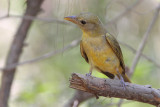 Summer Tanager